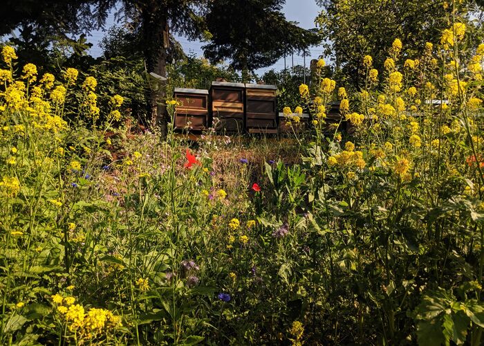 CONTAO_NATURE_THEME_Bienenstöcke_in_Wildblumenwiese